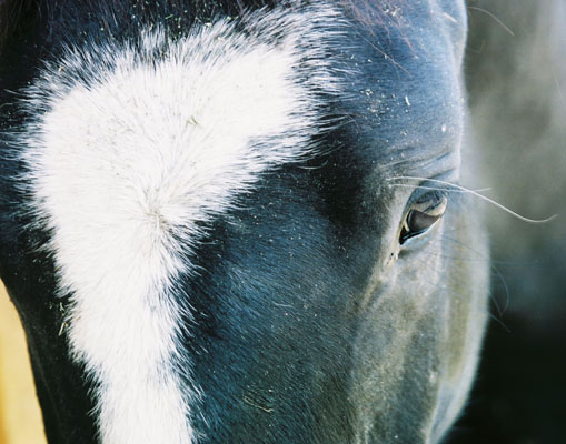 horse