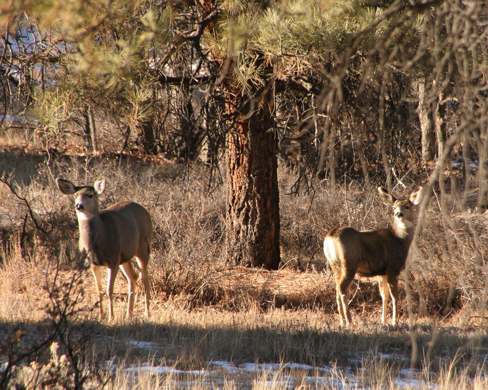 2 deer